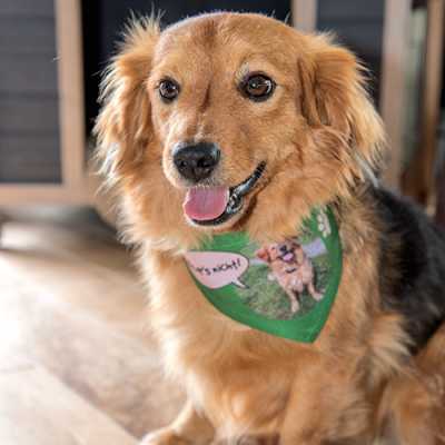 Dog bandana white with Velcro